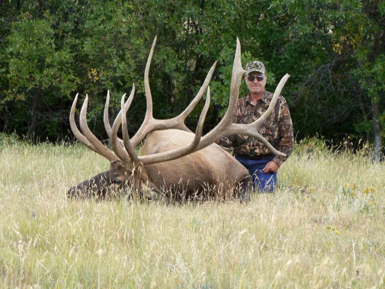 massive trophy elk